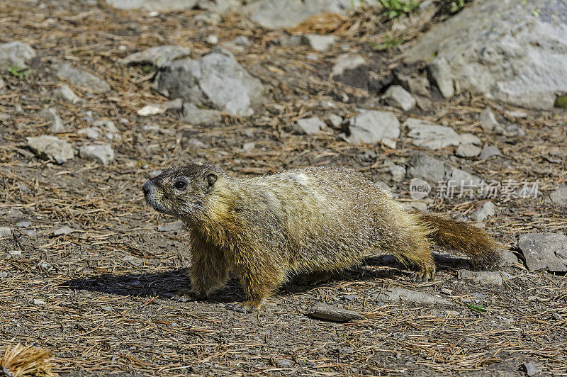 胆小的土拨鼠;Marmota flaviventris;在怀俄明州的黄石国家公园。